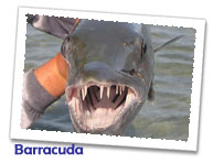 Barracuda
