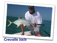 Crevalle Jack